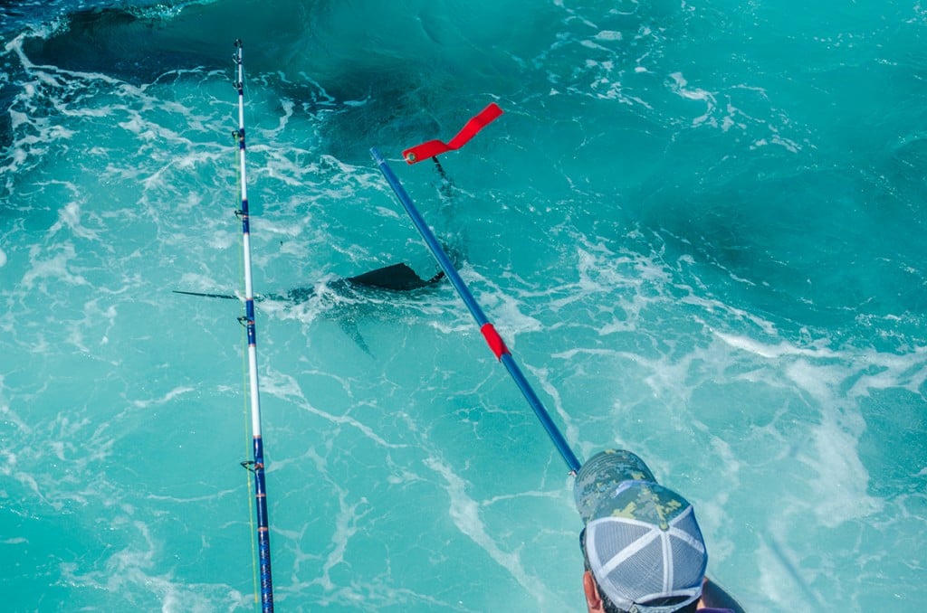 sailfishrelease