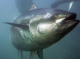 AP I MEX Tuna Farming