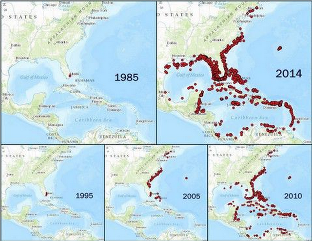 spread_of_the_lionfish.0
