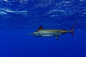 blue marlin 037206