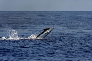 Marlin-blue-top-3