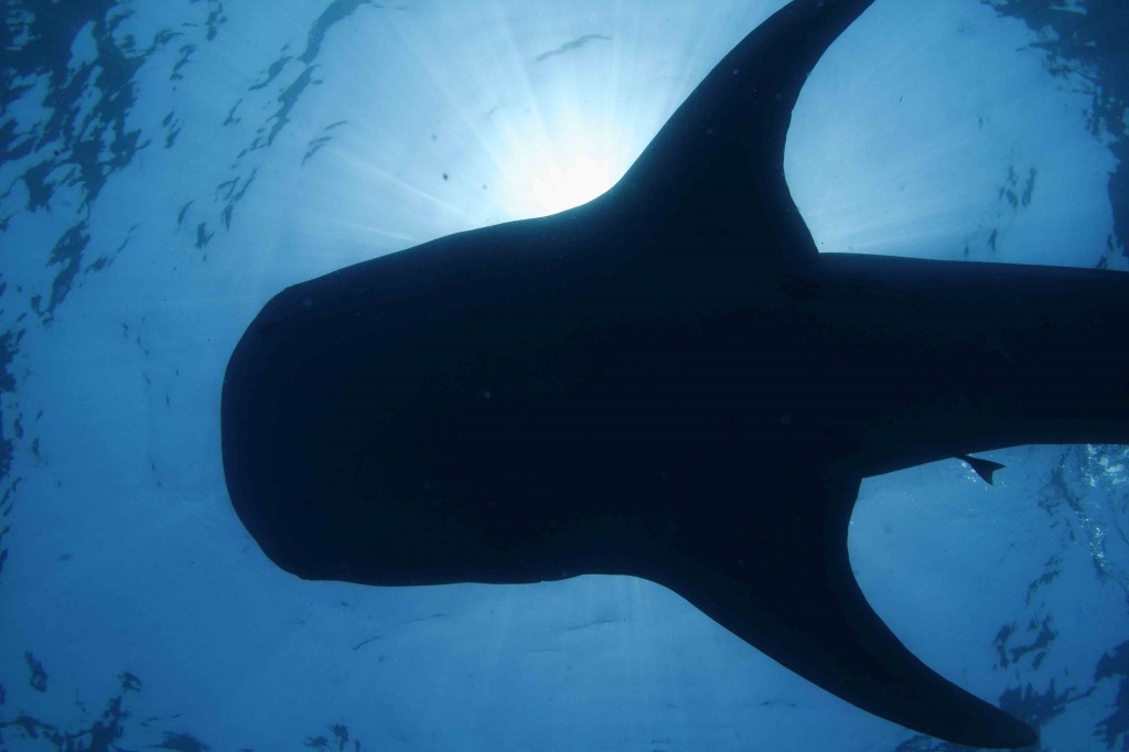 whale_shark_witting_7_reduced
