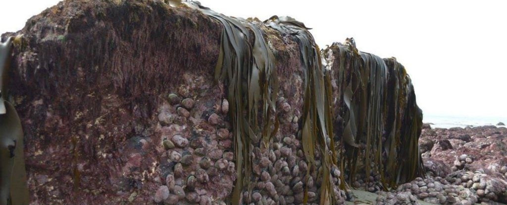 sea-bed-lifted_1024