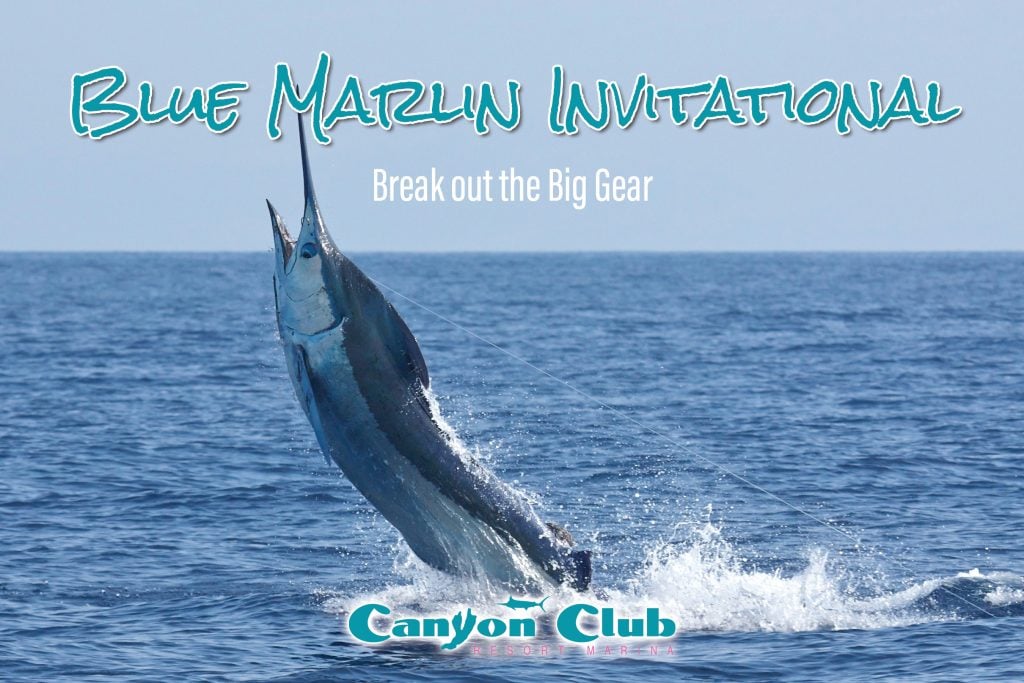 ROFF-BlueMarlin