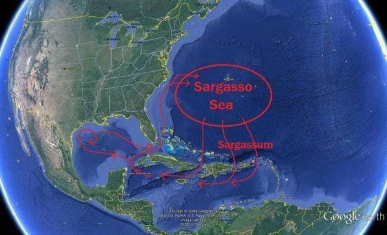 sarga-e1551114831299