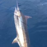 2017 Ft. Walton Beach Sailfish Club Offshore Tournament (FL): 1st Place Championship Honors Catch & Release Points TJ Lundblad, Steve Wilson, Scott Webster, Mike Mulberry & Jeff Triplett (Pau Hana 2).