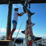 From Captain John Raguso (ROFFS™ client): "Had one of the best "away" shark charters ever aboard Capt. Joe LaFace's Hampton Bays charter boat Jo-Deene at the 21st Annual Wally & Doug Oakland's Memorial Shark Tournament on June 27th out of Shinnecock Inlet. Joining us was his son Capt. Jo-Jo, one of NYPD's finest.
We headed out to some clean 65-degree water SW of Montauk that seemed like the place to go, courtesy of sea surface sat charts from ROFFS™. Had a 125-mako as soon as we dropped in and released it after a short fight, looking for bigger game. A thresher came calling about 10-minutes later and gobbled up a fresh bunker bait on a mighty-mite Penn 16VSX outfit spooled with 600-yards of hi-vis yellow 65-lb TUF-Line superbraid.
The fight was on and after about 1.5-hours of pulling 22-lbs of strike drag, the sweet little 16 put another big shark notch in her reel seat with Jo-Jo slugging it out and besting the big whiptail. We were able to drag her tail first into the Grady Canyon 271's cockpit via the wave gate and headed home early, getting back to Oakland's at 11am.
This 341-lb Thresher was the tournament's biggest fish and took home first prize and a bunch of the calcutta. Capt. Joe and Capt. Jo-Jo are great folks and their Grady is totally tricked out for their inshore charters specialty...and obviously offshore charters now too! Thanks for the invitation guys, it was a pleasure to introduce you both to the joys of the lite-tackle, big game, sport fishing experience."