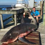 From Captain John Raguso (ROFFS™ client): "Had one of the best "away" shark charters ever aboard Capt. Joe LaFace's Hampton Bays charter boat Jo-Deene at the 21st Annual Wally & Doug Oakland's Memorial Shark Tournament on June 27th out of Shinnecock Inlet. Joining us was his son Capt. Jo-Jo, one of NYPD's finest.
We headed out to some clean 65-degree water SW of Montauk that seemed like the place to go, courtesy of sea surface sat charts from ROFFS™. Had a 125-mako as soon as we dropped in and released it after a short fight, looking for bigger game. A thresher came calling about 10-minutes later and gobbled up a fresh bunker bait on a mighty-mite Penn 16VSX outfit spooled with 600-yards of hi-vis yellow 65-lb TUF-Line superbraid.
The fight was on and after about 1.5-hours of pulling 22-lbs of strike drag, the sweet little 16 put another big shark notch in her reel seat with Jo-Jo slugging it out and besting the big whiptail. We were able to drag her tail first into the Grady Canyon 271's cockpit via the wave gate and headed home early, getting back to Oakland's at 11am.
This 341-lb Thresher was the tournament's biggest fish and took home first prize and a bunch of the calcutta. Capt. Joe and Capt. Jo-Jo are great folks and their Grady is totally tricked out for their inshore charters specialty...and obviously offshore charters now too! Thanks for the invitation guys, it was a pleasure to introduce you both to the joys of the lite-tackle, big game, sport fishing experience."