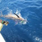 ROFFS™ Clients Stephanie McCowen & Captain James Goode (All In), two for two on releases out of South Padre Island TX.