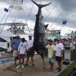 ROFFS™ Clients BUILDER’S CHOICE, a 64’ Jarrett Bay, just weighed a 911 LBS. blue marlin on Day 1 of the Pirate's Cove Billfish Tournament.