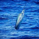 ROFFS™ Client Captain Gary Wyatt (Sola Fide) great photos from the South Carolina Governor’s Cup Billfishing Series.