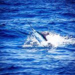 ROFFS™ Client Captain Gary Wyatt (Sola Fide) great photos from the South Carolina Governor’s Cup Billfishing Series.