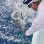 ROFFS™ client Ven Poole (Waste Knot) releasing a blue marlin during the Big Rock Blue Marlin tournament, Morehead City, NC